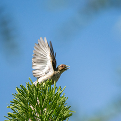 Ploceus sakalava