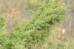Juniperus communis depressa