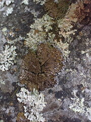 Physconia enteroxantha