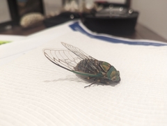 Macrotristria sylvara