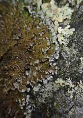 Physconia enteroxantha