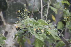 Abutilon trisulcatum