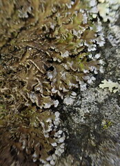 Physconia enteroxantha