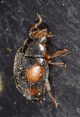 Scymnus frontalis