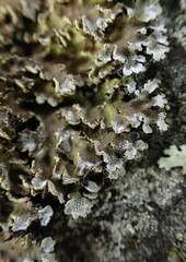 Physconia enteroxantha