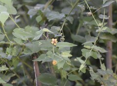 Abutilon trisulcatum