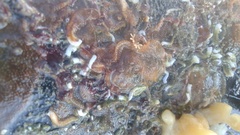 Alcyonidium