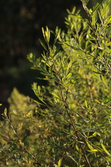 Baccharis heterophylla