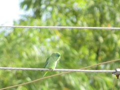 Forpus conspicillatus