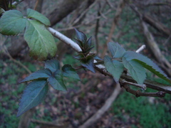 Sambucus nigra
