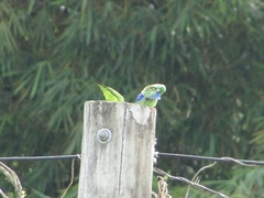Forpus conspicillatus