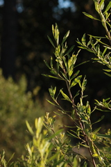 Baccharis heterophylla
