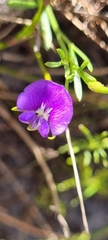 Psoralea