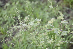 Abutilon trisulcatum