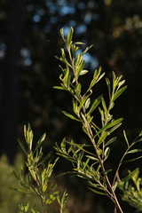 Baccharis heterophylla