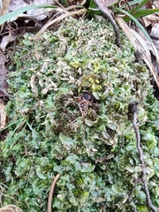 Pallavicinia lyellii