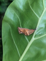 Hypolimnas bolina nerina