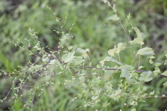Abutilon trisulcatum