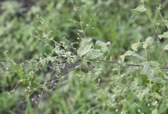Abutilon trisulcatum