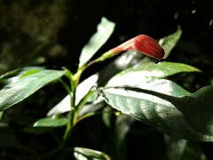 Ruellia angustiflora