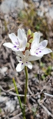 Thereianthus ixioides