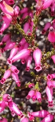 Erica cristata
