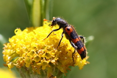 Trichodes leucopsideus
