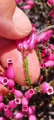 Erica cristata