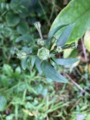 Alstroemeria psittacina
