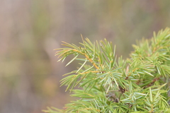 Juniperus communis depressa