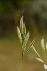 Bromus alopecuros