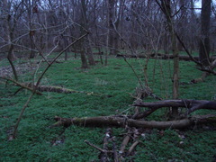 Anthriscus cerefolium