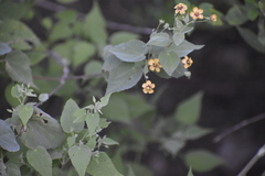 Abutilon trisulcatum