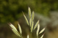 Bromus alopecuros