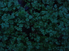 Anthriscus cerefolium