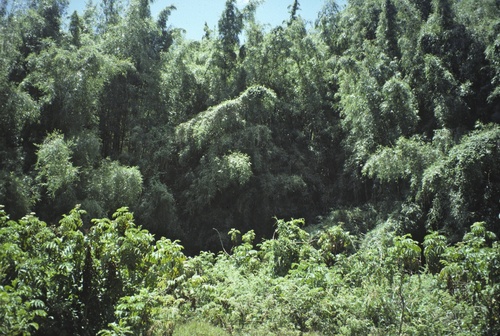 Oldeania alpina image