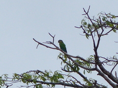 Pyrrhura frontalis