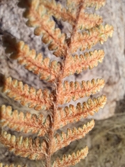 Myriopteris lindheimeri