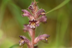 Orobanche pubescens