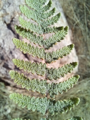 Myriopteris lindheimeri