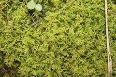 Thuidiopsis