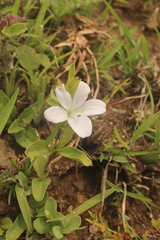 Barleria
