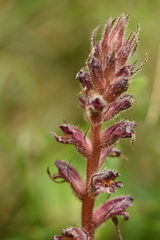 Orobanche pubescens