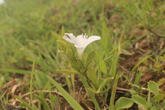 Barleria