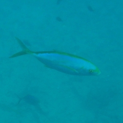 Caranx bartholomaei
