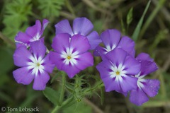 Phlox cuspidata