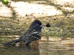 Pipilo maculatus magnirostris