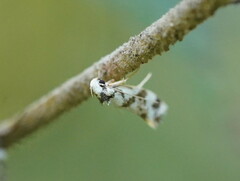 Machetis aphrobola