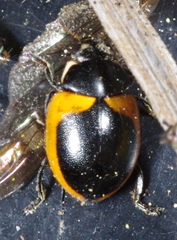 Coccinella venusta