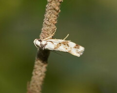 Machetis aphrobola